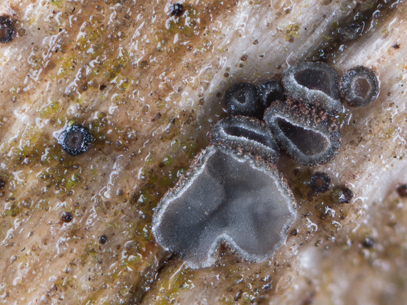 Mollisia ligni